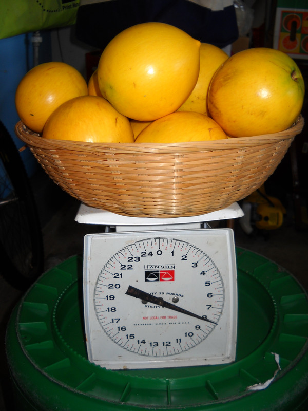 FruitConf2011 (3) - Copy