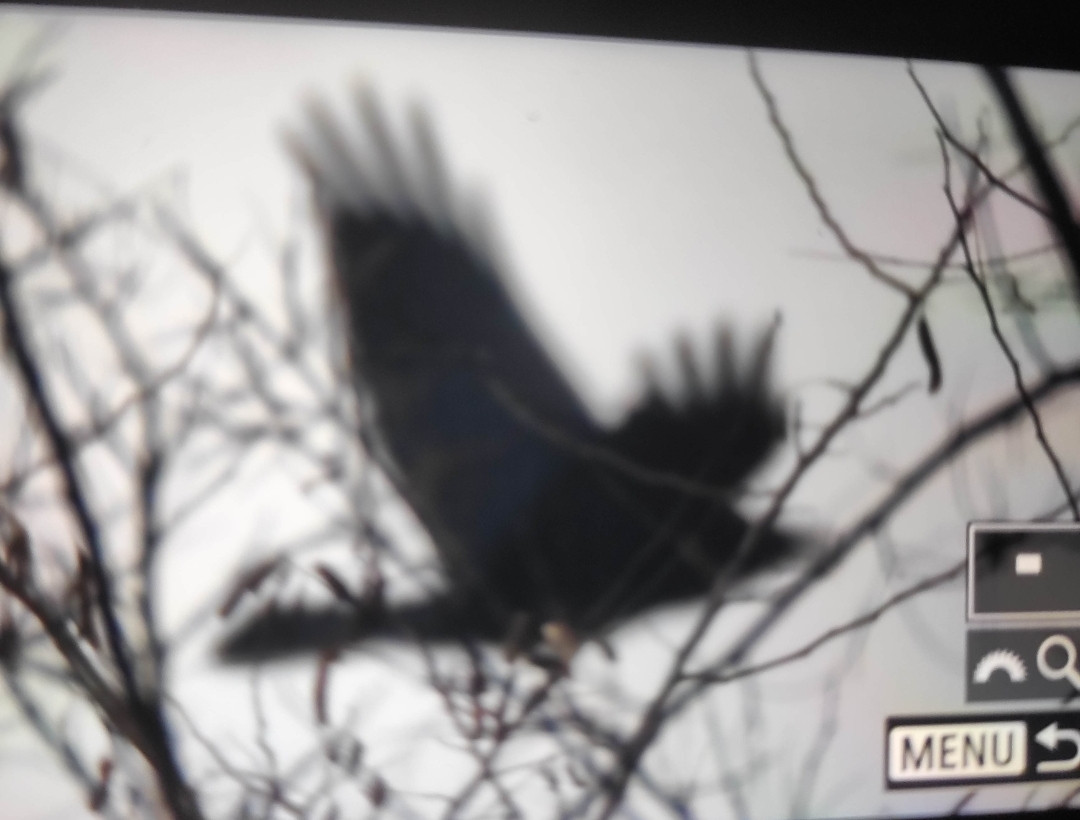 Screenshot 2026 01 22 16 36 19 567 edit com miui gallery