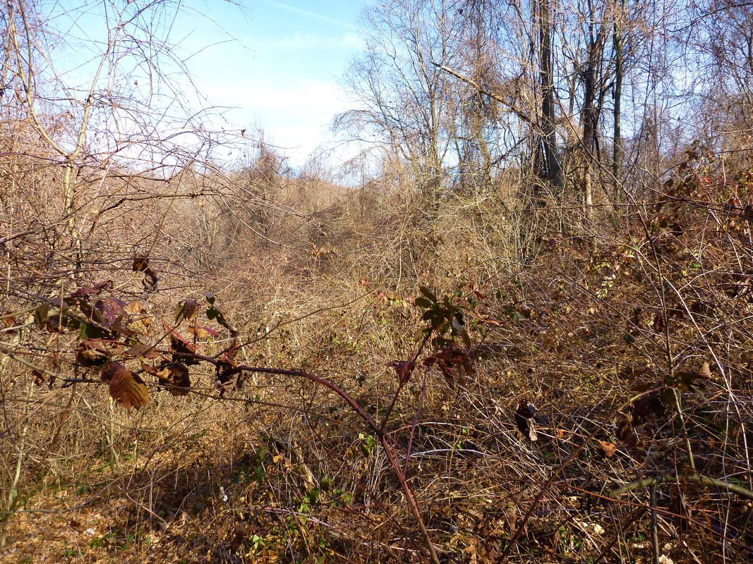 2011-11-19 4 Ruffed Grouse