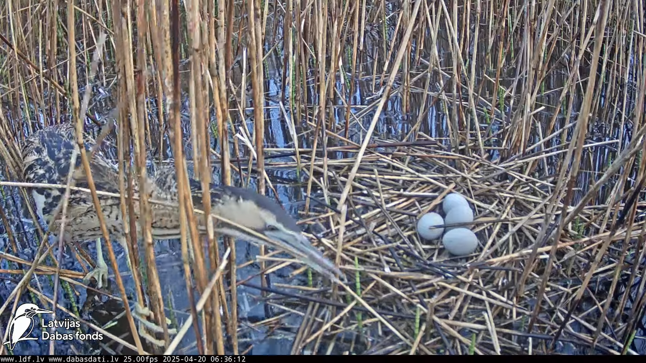 LDF Lielais dumpis (Botaurus stellaris) Zemītes pagastā 7-52-47 screenshot