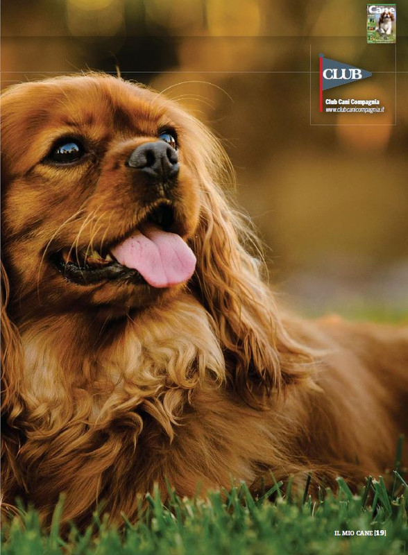 Il M C Dic 2022-Gen 2023 (2)