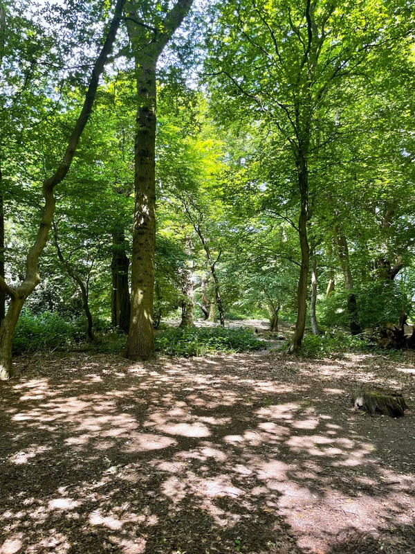 wood-copse-HD.jpg