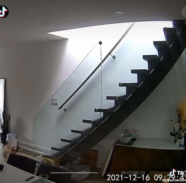 Perrito se hace viral en TikTok por sufrir tremenda caída al subir escaleras