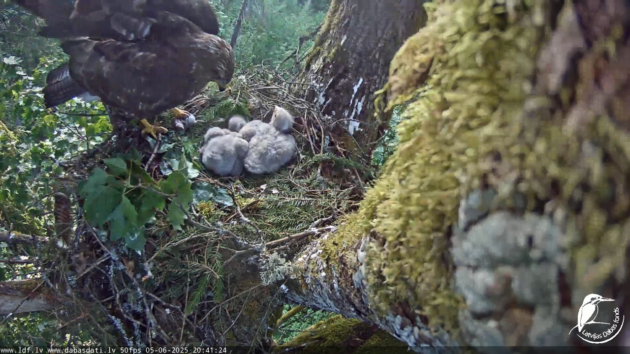 Melnās klijas (Milvus migrans) Kurzemē_ peļu klijāni (Buteo buteo) 14-0-24 screenshot