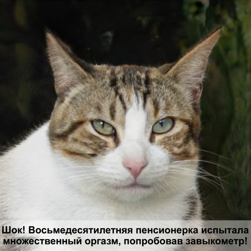 каких пород бывают кошки