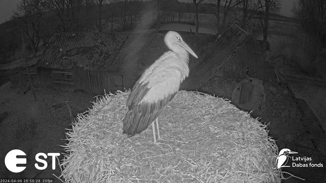Baltie stārķi (Ciconia ciconia) Tukuma novadā - LDF tiešraide __ White storks in Tukums, Latvia 11-2