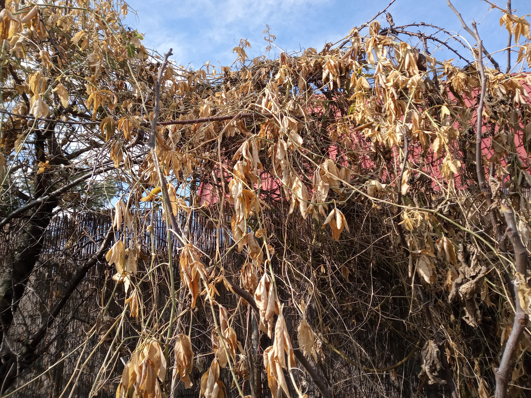 IMG_20250316_142844_450