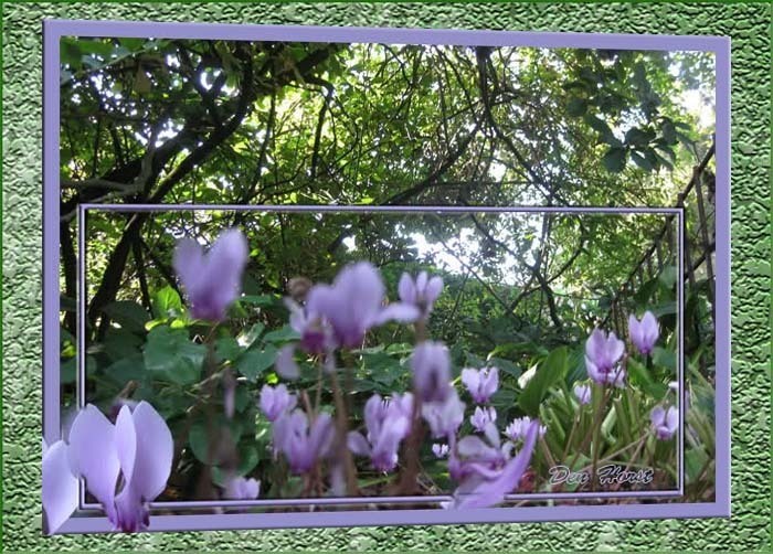 CYCLAMEN-NEAPOLITANUM-TUINCYCLAAM