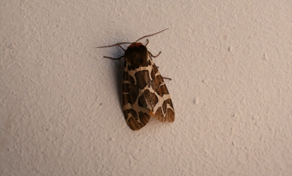 vlcsnap-2022-02-06-10h12m36s996