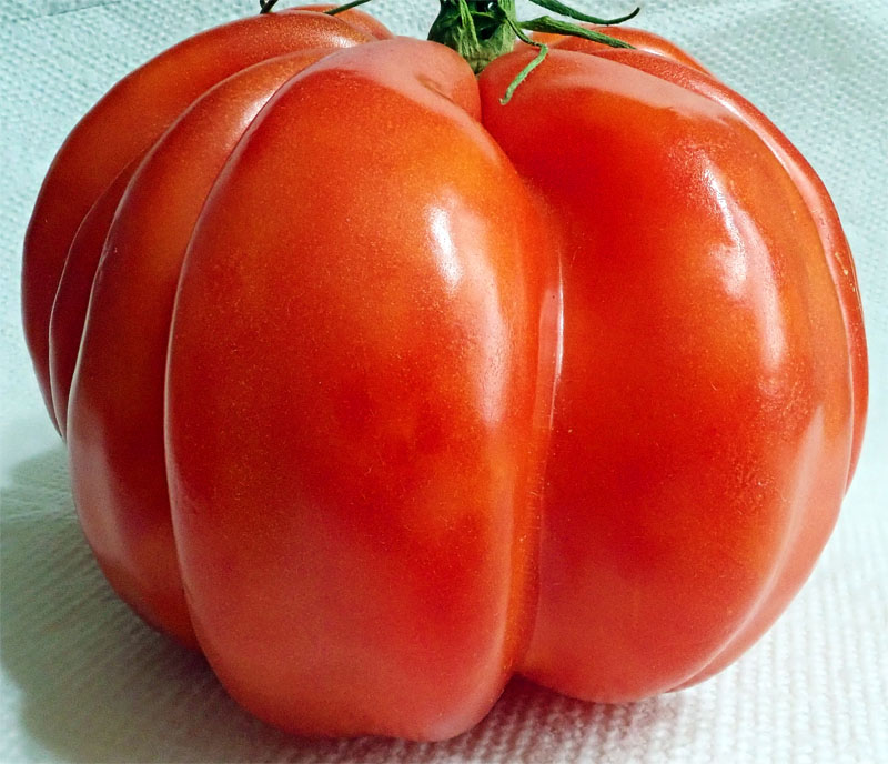 tomatopron.jpg