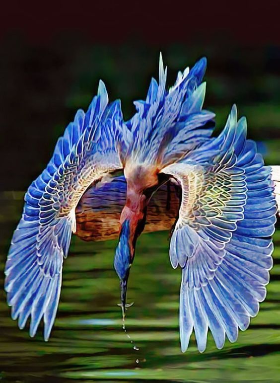 bluebirdfishing.jpg