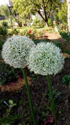 Декоративен лук - Алиум / Allium sp. - Page 23 - Форум HobbyKafe.com