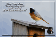 Dieser-Vogel-ist-zum-Vogel-des-Jahres-2025-gew-hlt-worden