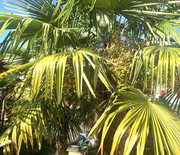 IMG-4607