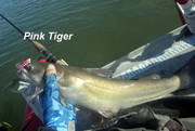 [Image: PINK-TIGER.jpg]