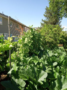 [Image: green-beans-zucchini.jpg]