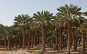 финиковая пальма в Африке image