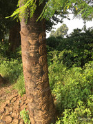 BBG&B6AroundTheGuesthousePics - 7