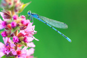 Libellula-3.jpg