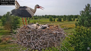 23062025bociany19