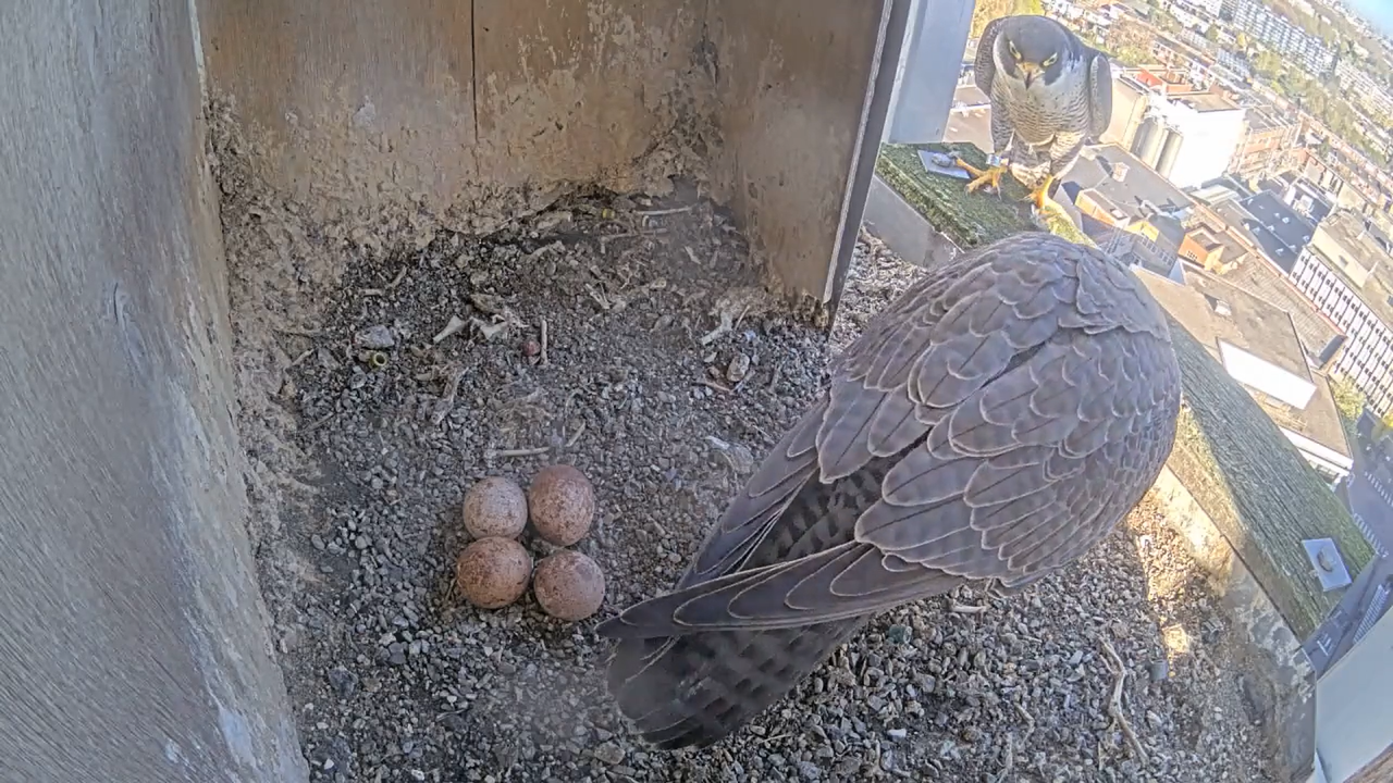 Schermafbeelding 2026 04 08 093145