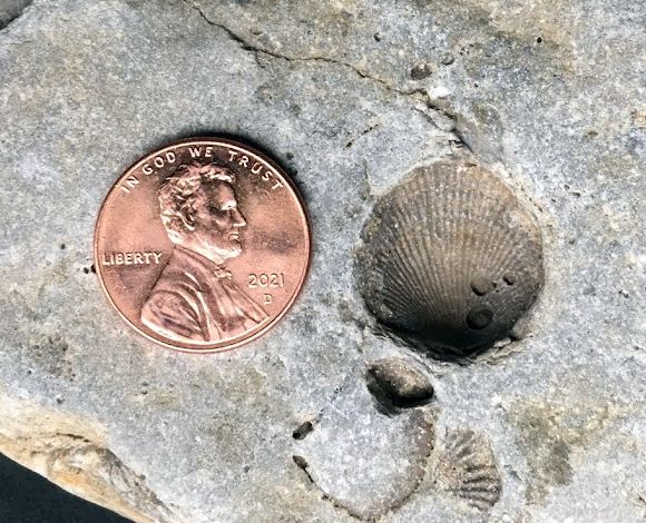 brachiopod-cent.jpg