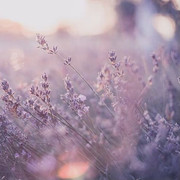 229b94e13a9d006c7b163549a26606c4