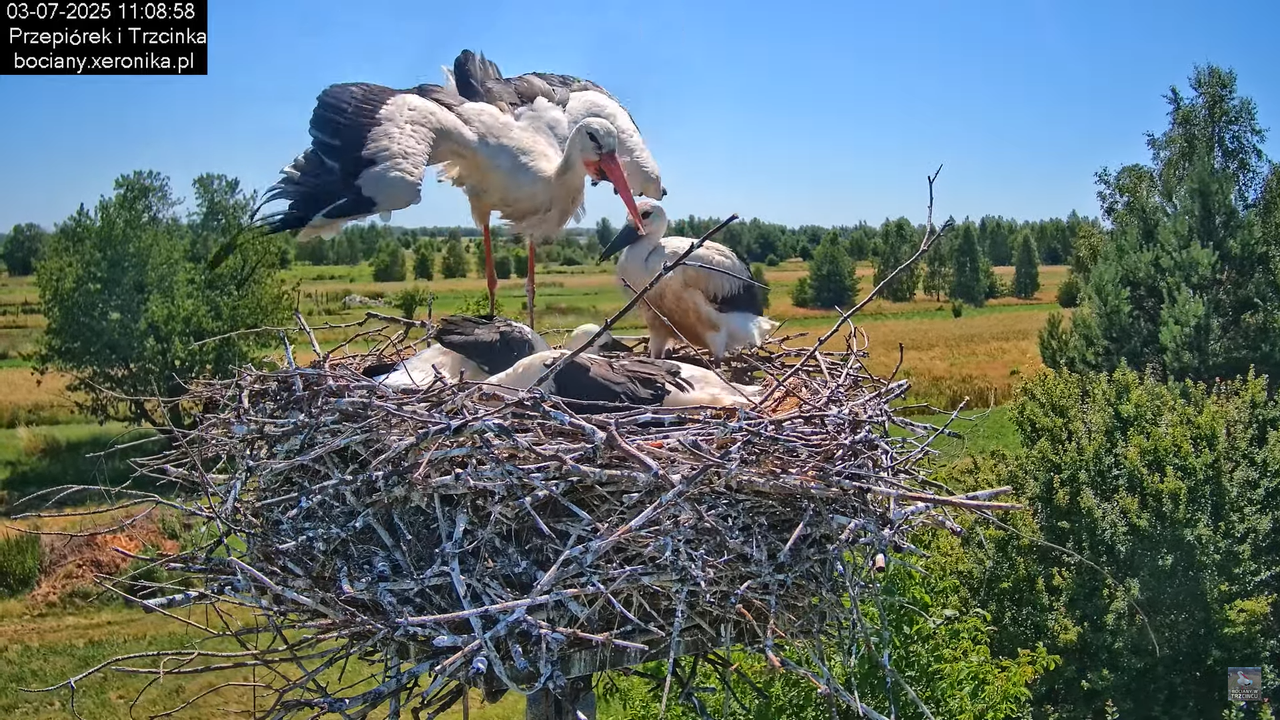 03072025bociany29