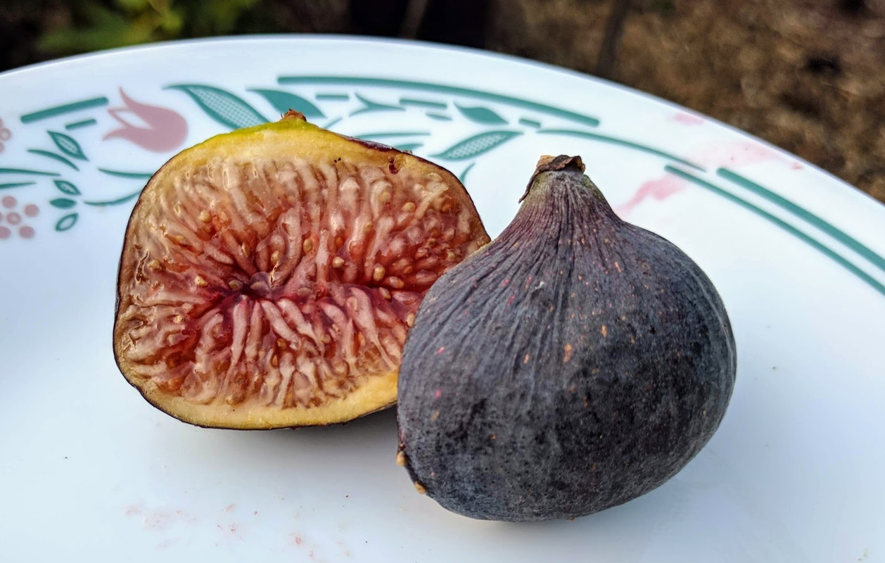 Genovese Nero AF -4  09-04-2019