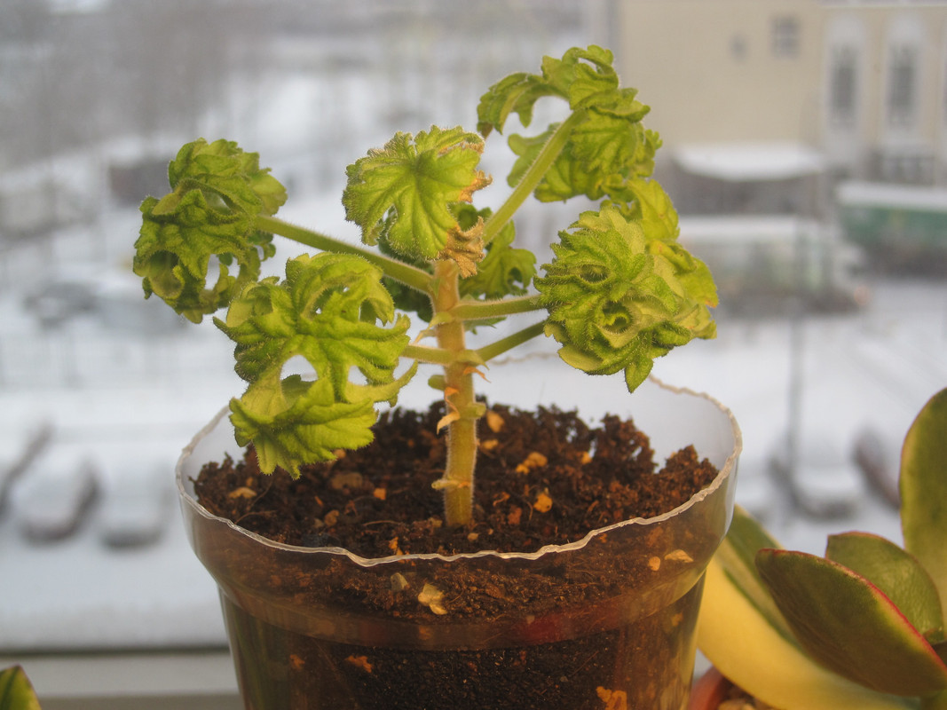 После обрезки четырёх сухих листьев