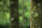 Why-Trunk-Inoculation-Is-a-Safe-Option-for-Urban-Tree-Care