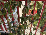 IMG-3692