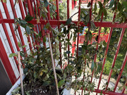 IMG-3691