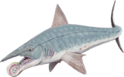 helicoprion0