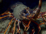 07004_10-03-3TH-8030044