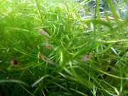 Shrimp