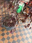 IMG-3497