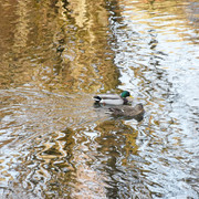 30 - Des canards dans du métal fondu