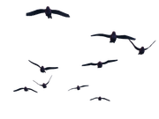 flying_birds_07_png_stock_by_jumpfer_stock-d6wmljr