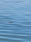 [Image: Carp-skimming-for-bugs.jpg]