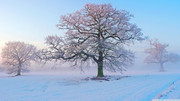wp5136792-winter-morning-wallpapers
