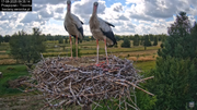 17082025bociany18