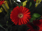 27.11.flower fair XI