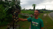 Terong-Perak-270313-(5)
