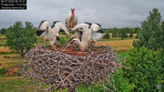 09072025bociany36