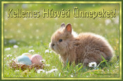https://i.postimg.cc/gxP5Fnd0/36814-husveti-nyuszi-tojasokkal-kep.jpg