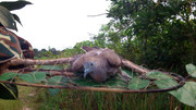 Terong-Perak-270313-(6)