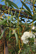 Eucalyptus - Stránka 3 DSC-0055