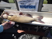 [Image: Catdish-27-5-inches-UT-lake-May-26-2025.jpg]