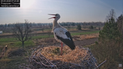 25032026bociany 11
